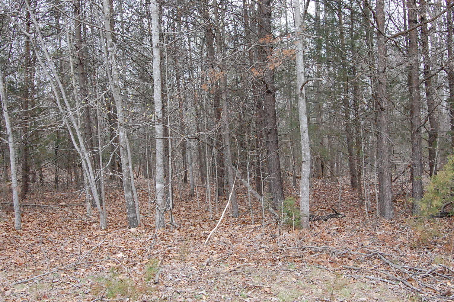Lot 7 Dark Hollow Road Moneta, VA 24121 - Photo 1 of 4 DSC_0914