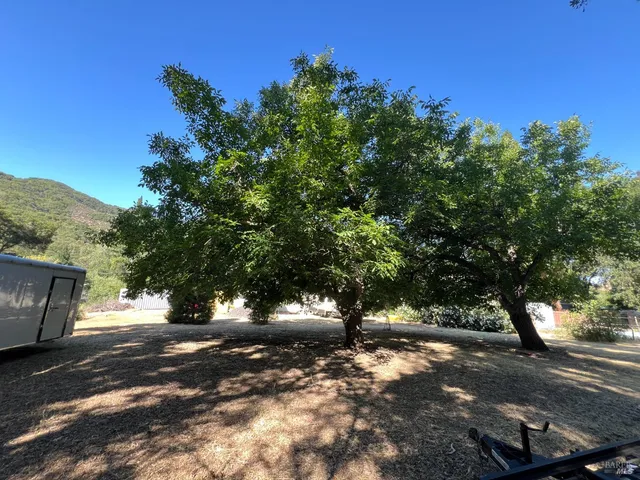 a view of dirt yard with a tree