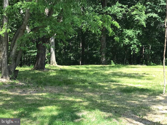 Mature hardwood trees.