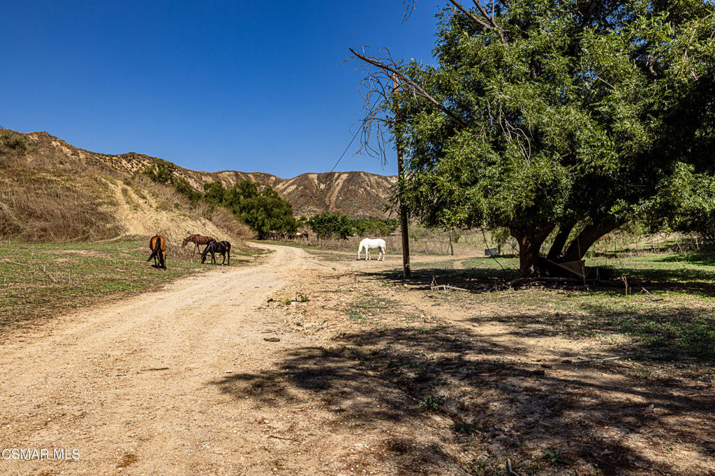 Bixby Road Somis, CA 93066 - Photo 4 of 33 a view of a yard with a tree