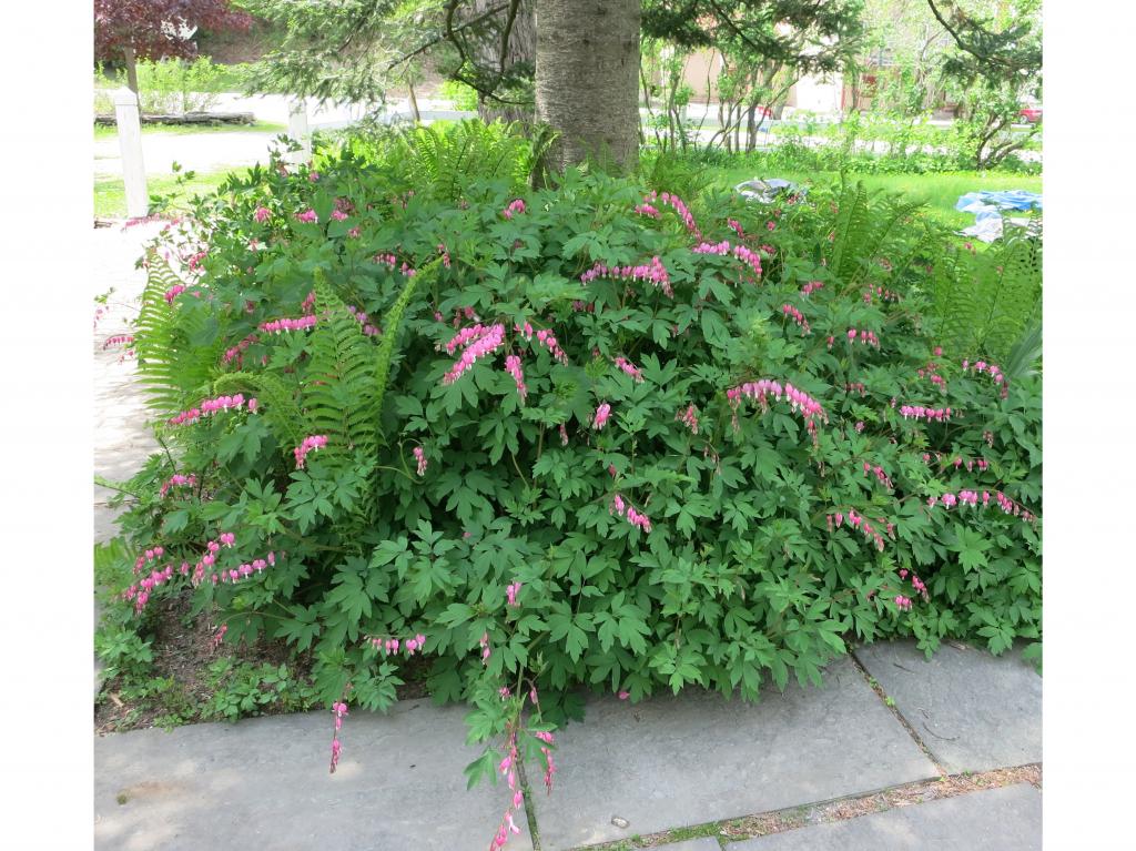 52-54 Bridge Street Huntington, VT 05462 - Photo 26 of 29