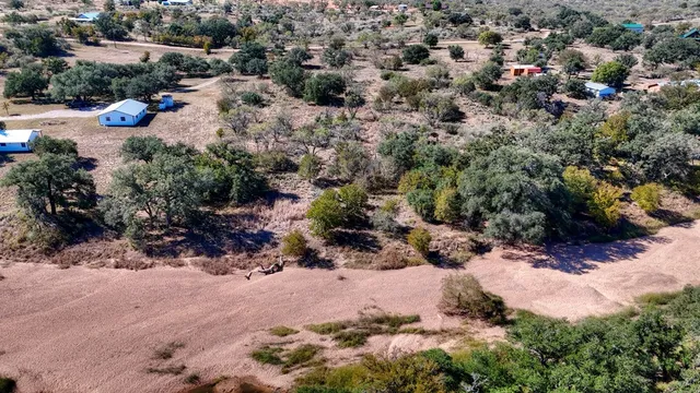 a view of a dry yard covered with trees
