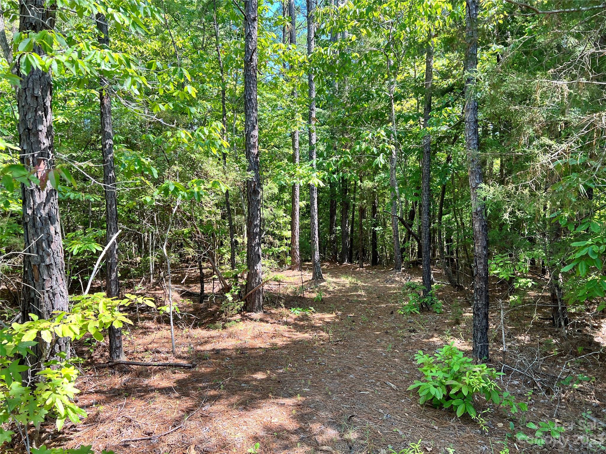 Lot #3 Goings Road Chester, SC 29706 - Photo 10 of 16 a view of a forest with trees