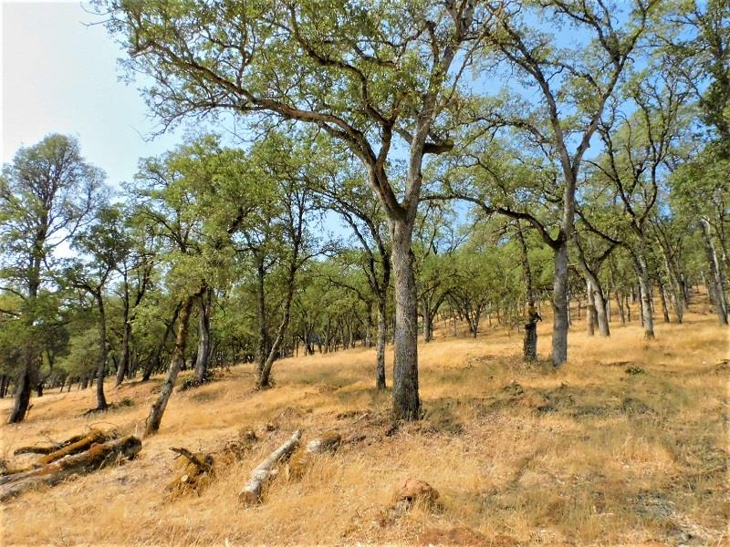 112 Union Mine Road El Dorado, CA 95623 - Photo 5 of 31