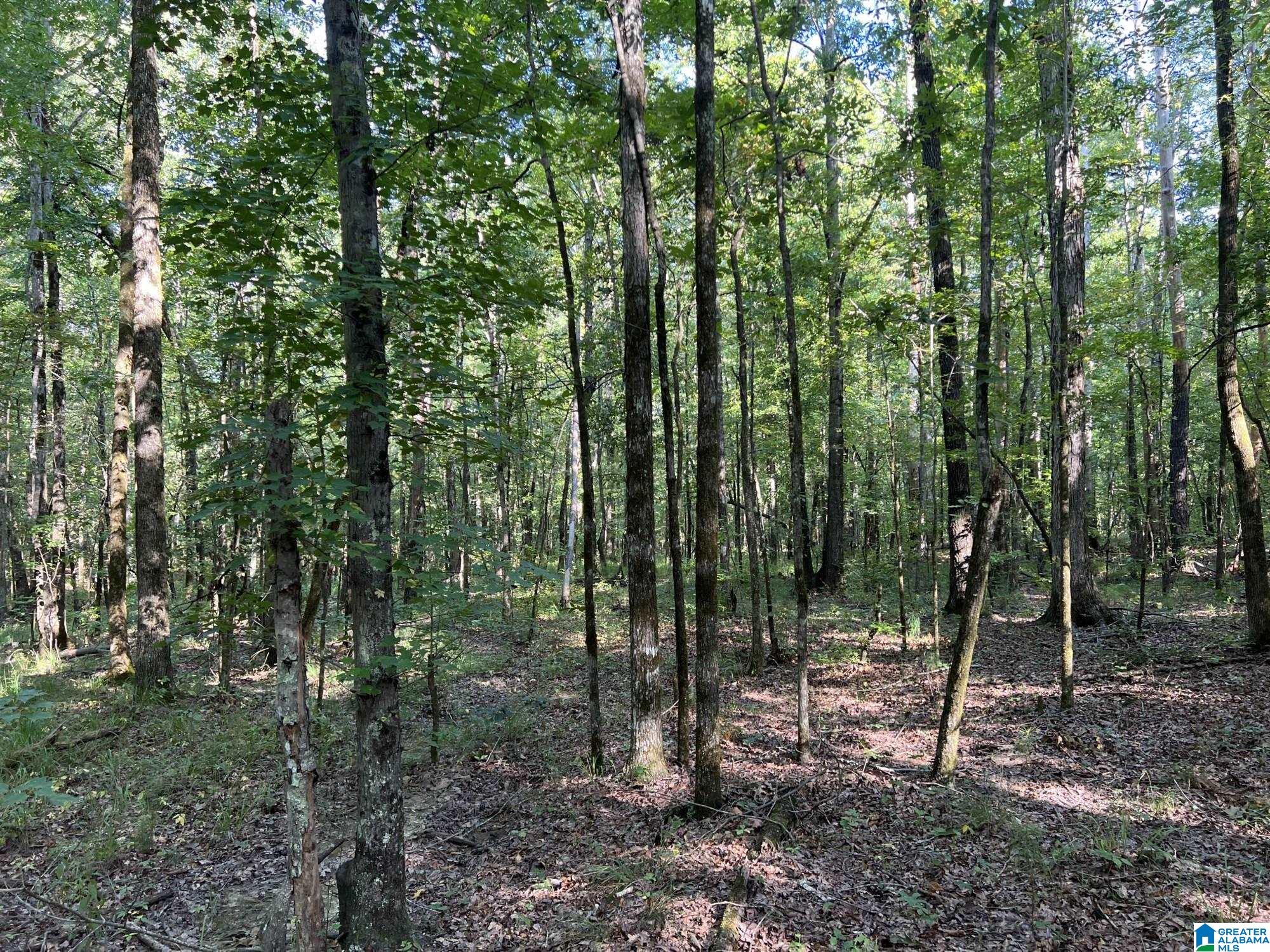 0 County Road 95 Montevallo, AL 35115 - Photo 9 of 10