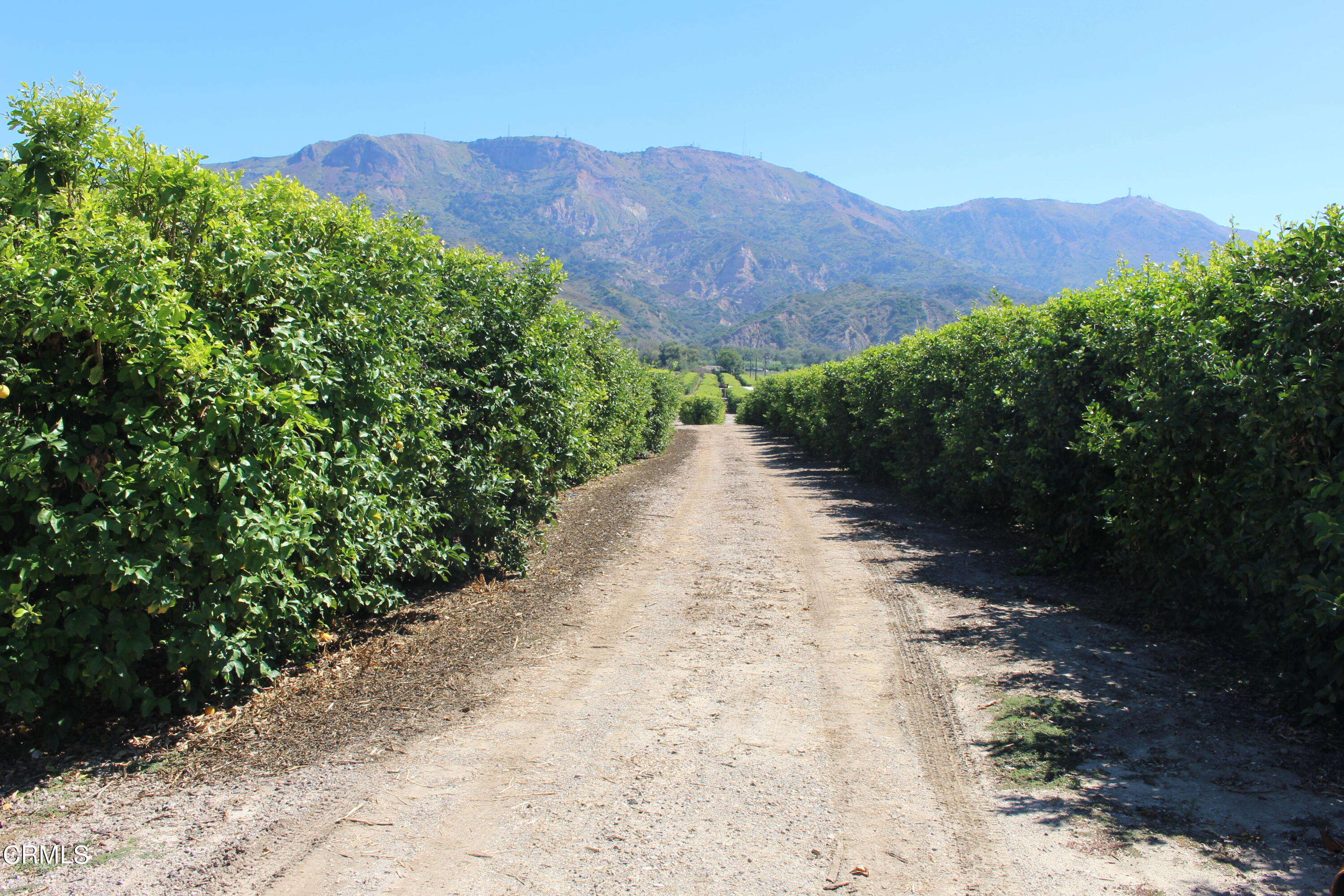 19086 East Telegraph Road Santa Paula, CA 93060 - Photo 1 of 26 a view of a pathway with a yard
