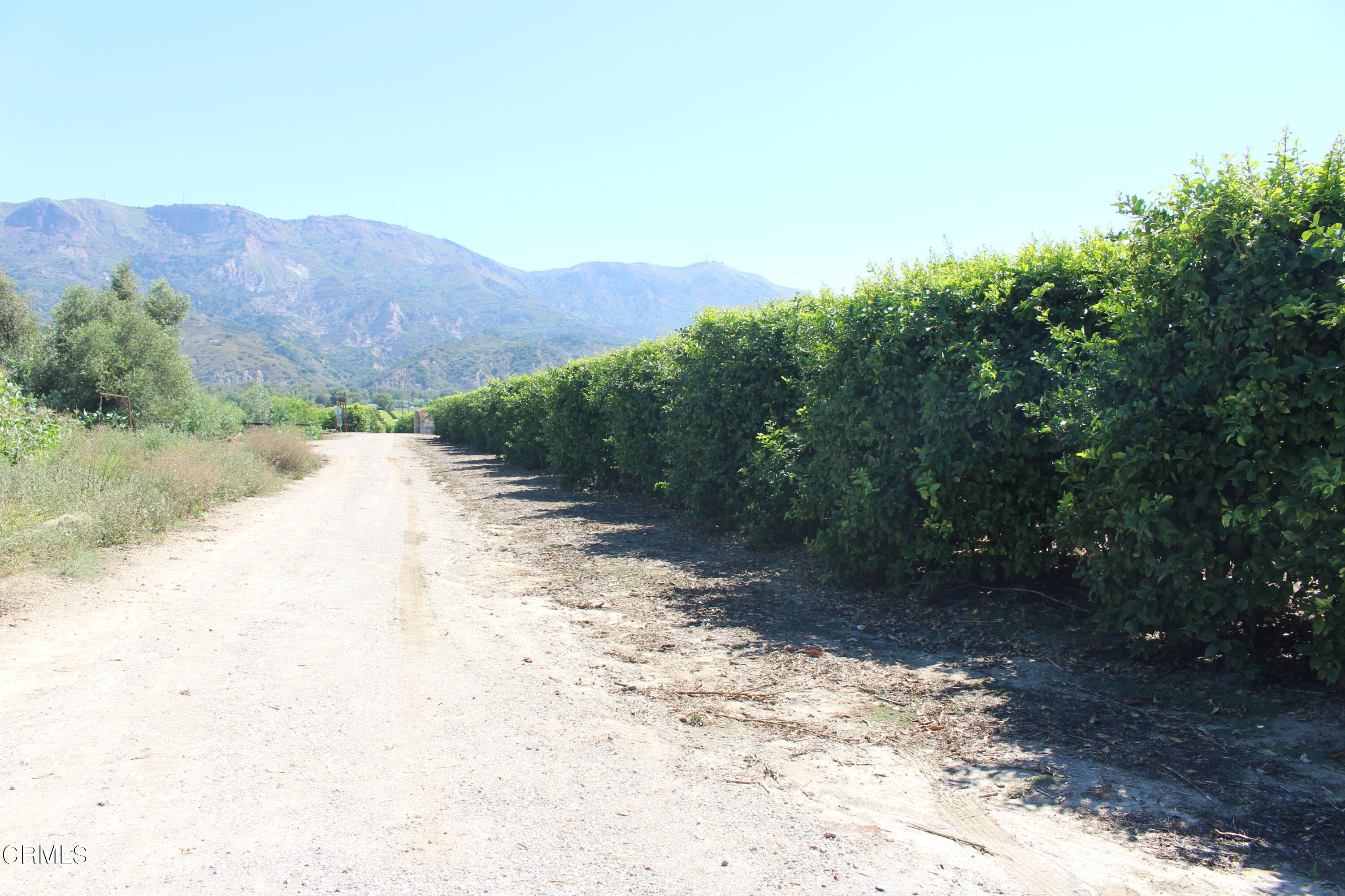 19086 East Telegraph Road Santa Paula, CA 93060 - Photo 16 of 26 a view of a yard with a large tree