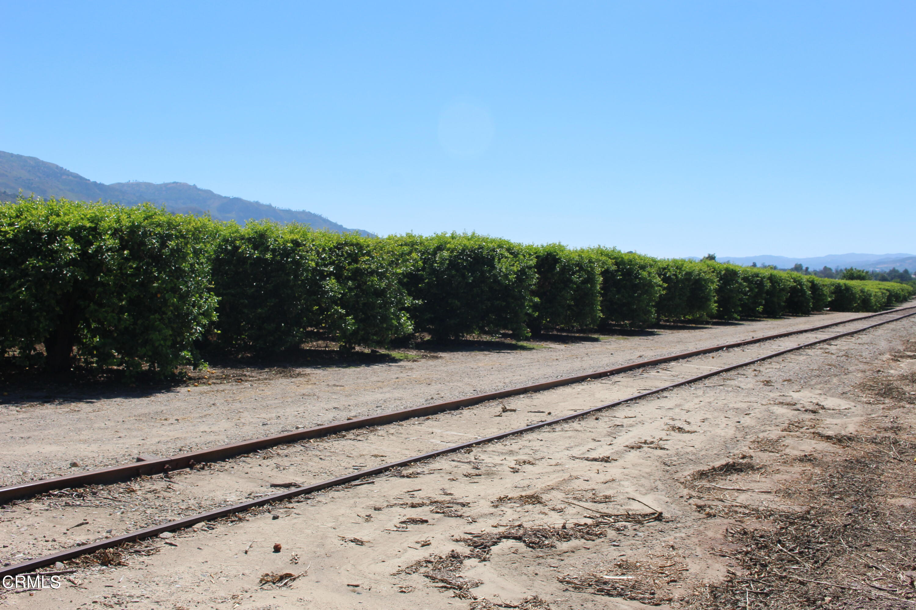 19086 East Telegraph Road Santa Paula, CA 93060 - Photo 17 of 26 a view of a yard
