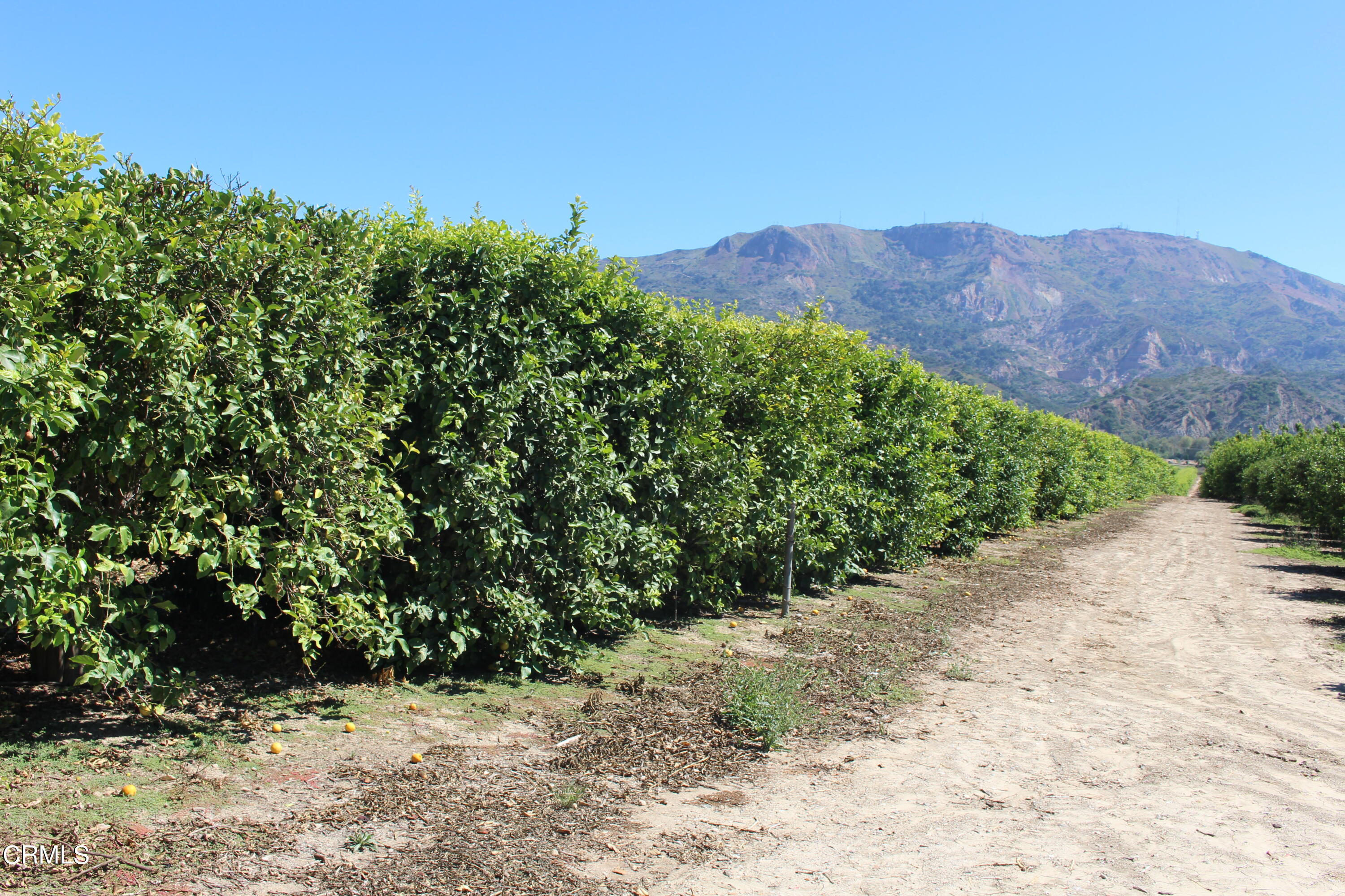 19086 East Telegraph Road Santa Paula, CA 93060 - Photo 18 of 26 a view of a yard with a tree