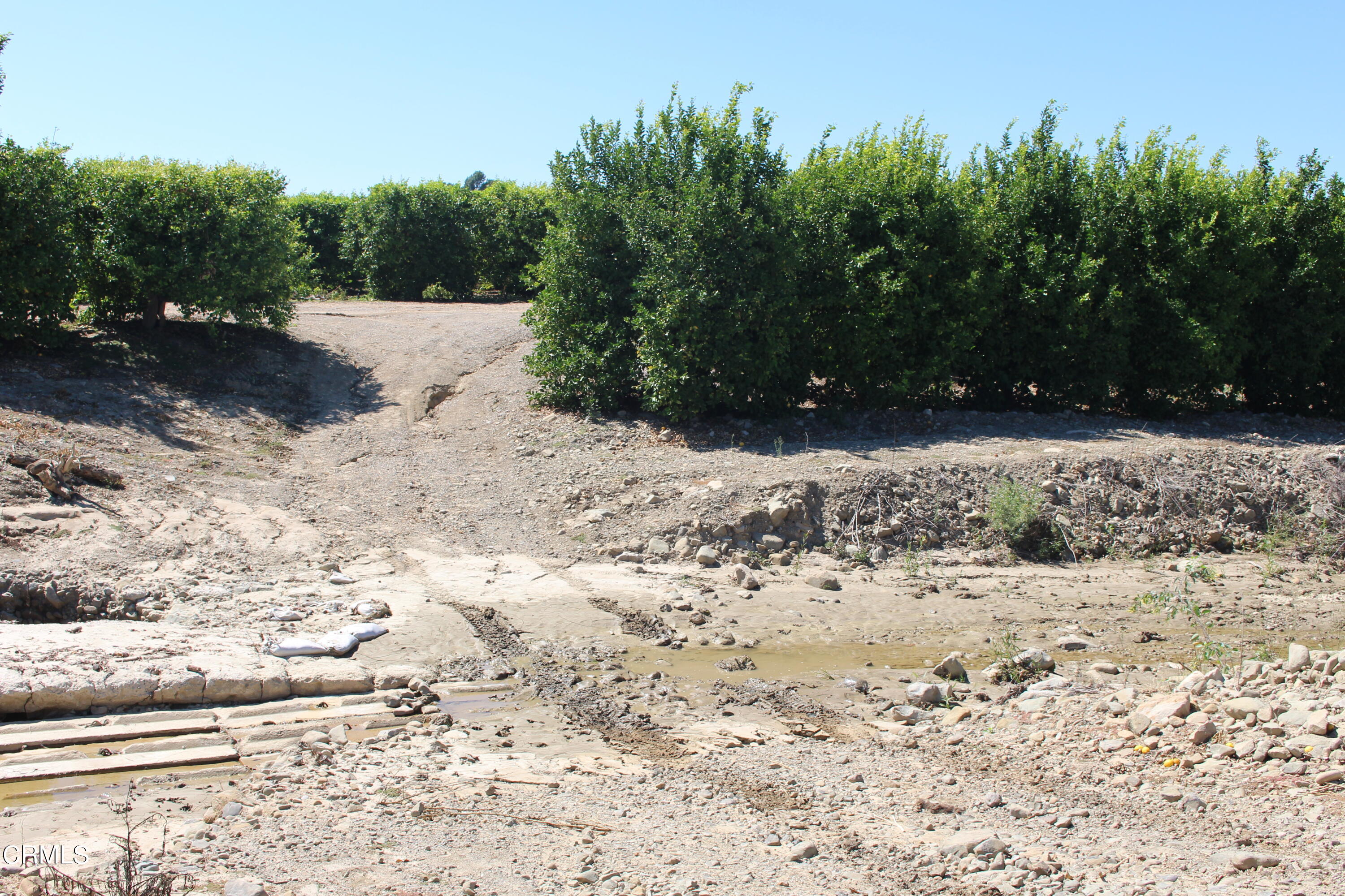 19086 East Telegraph Road Santa Paula, CA 93060 - Photo 19 of 26 a view of a yard with a tree