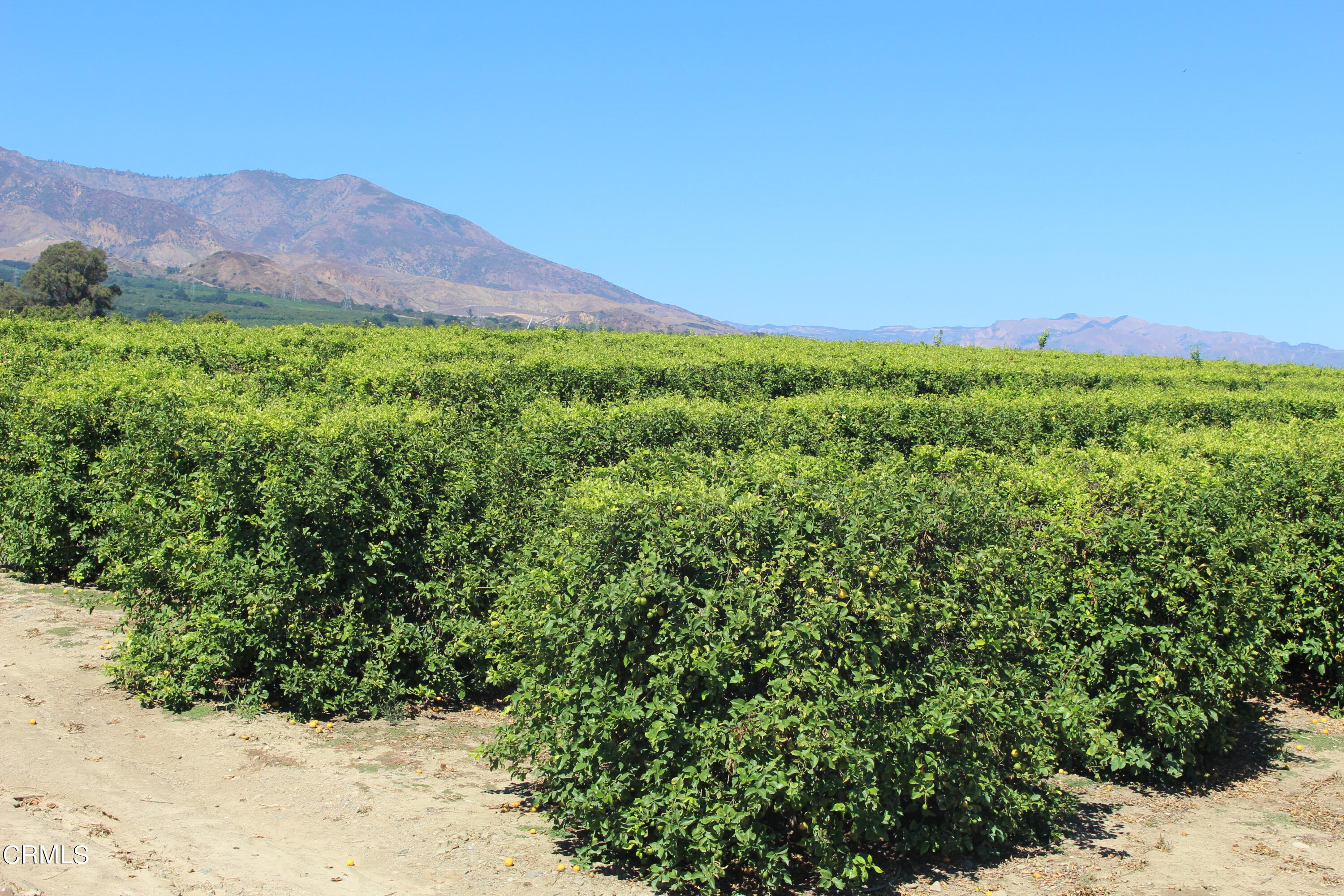 19086 East Telegraph Road Santa Paula, CA 93060 - Photo 21 of 26 a view of a lush green field with a mountain in the background