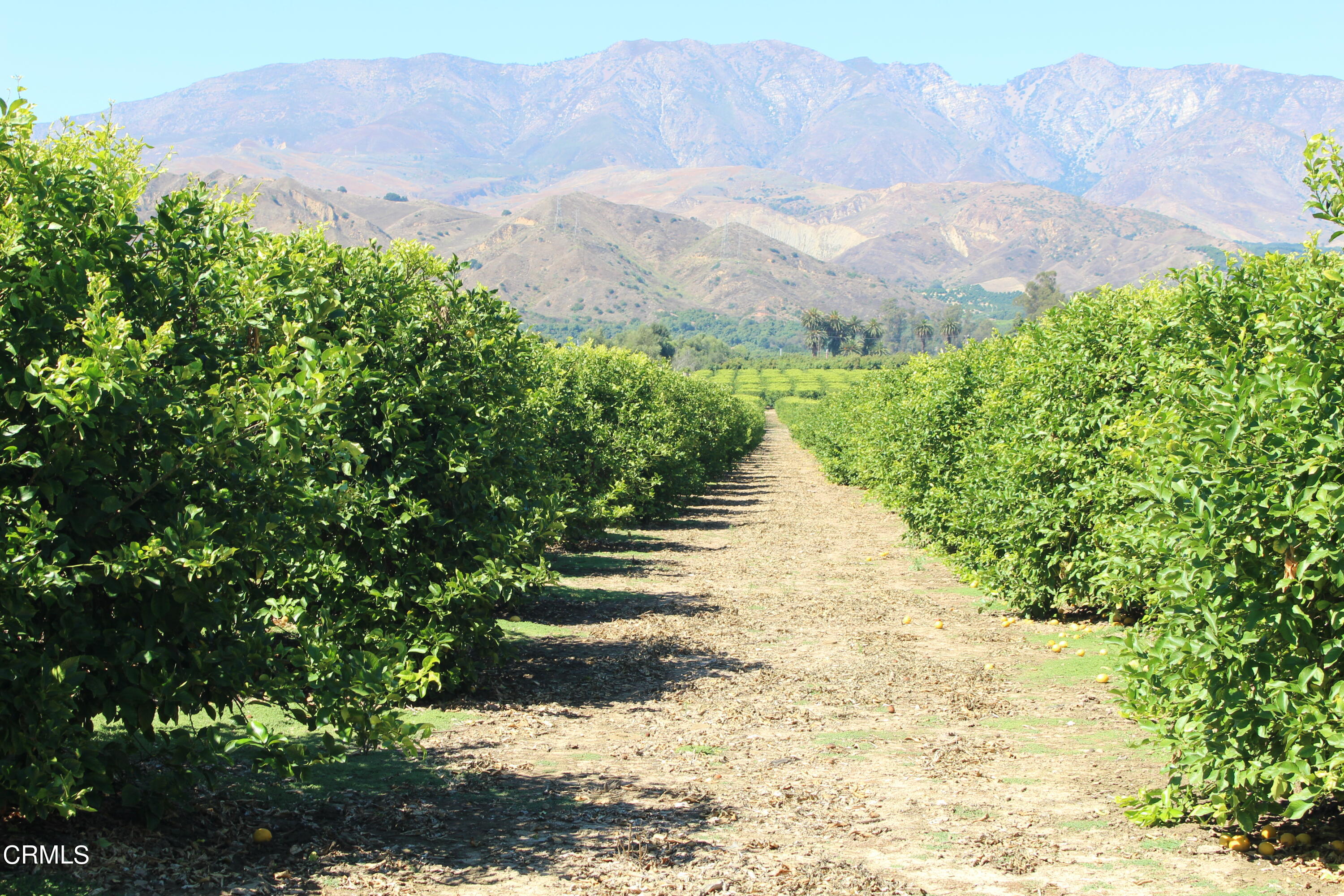 19086 East Telegraph Road Santa Paula, CA 93060 - Photo 23 of 26 a view of a yard