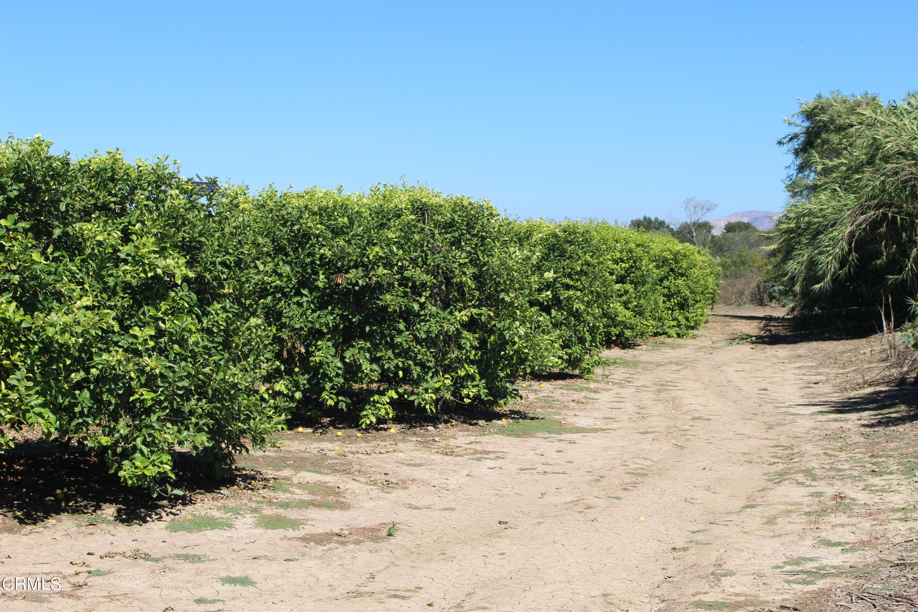 19086 East Telegraph Road Santa Paula, CA 93060 - Photo 24 of 26 a view of a road with a yard