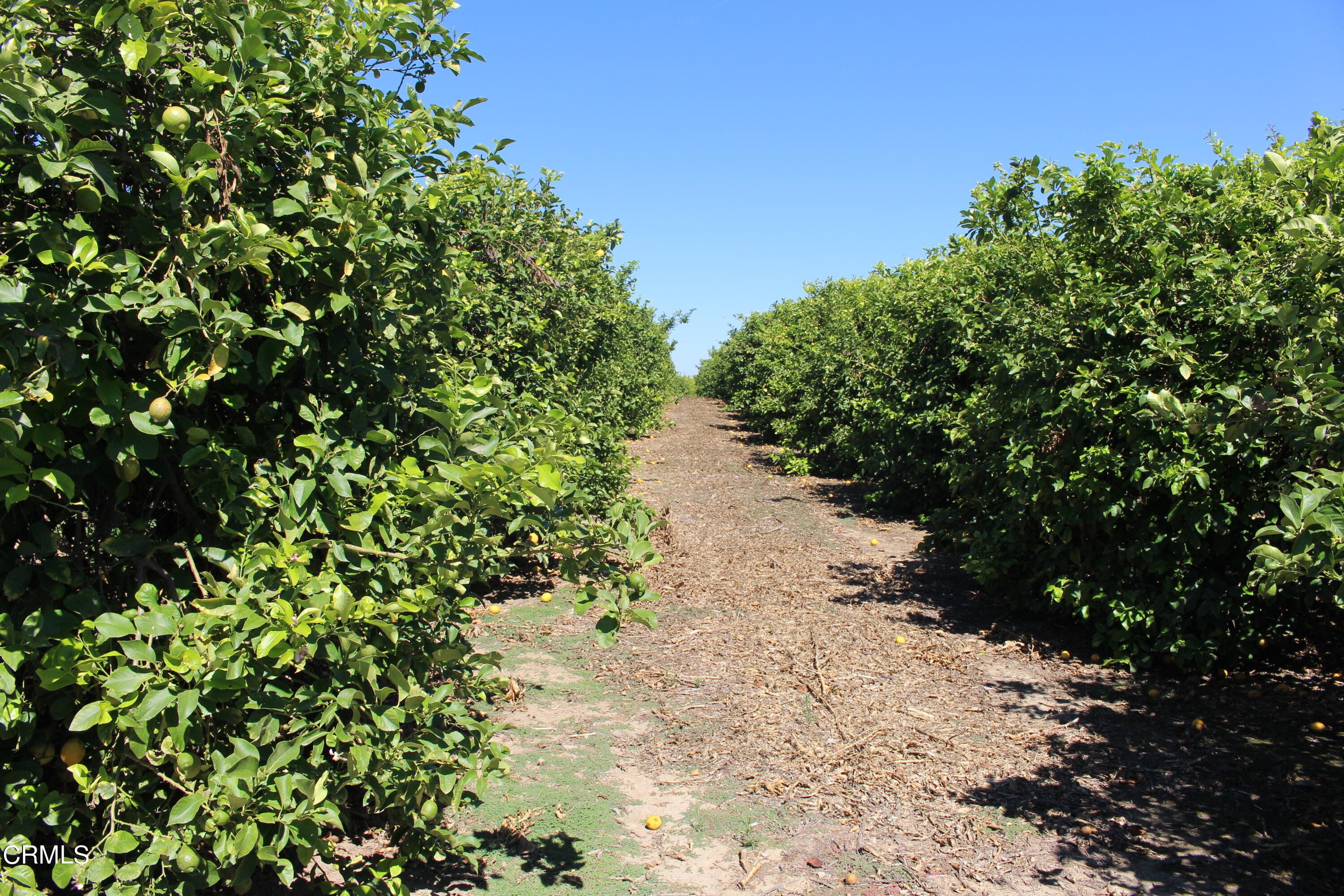 19086 East Telegraph Road Santa Paula, CA 93060 - Photo 4 of 26 a view of a pathway with a tree in the background