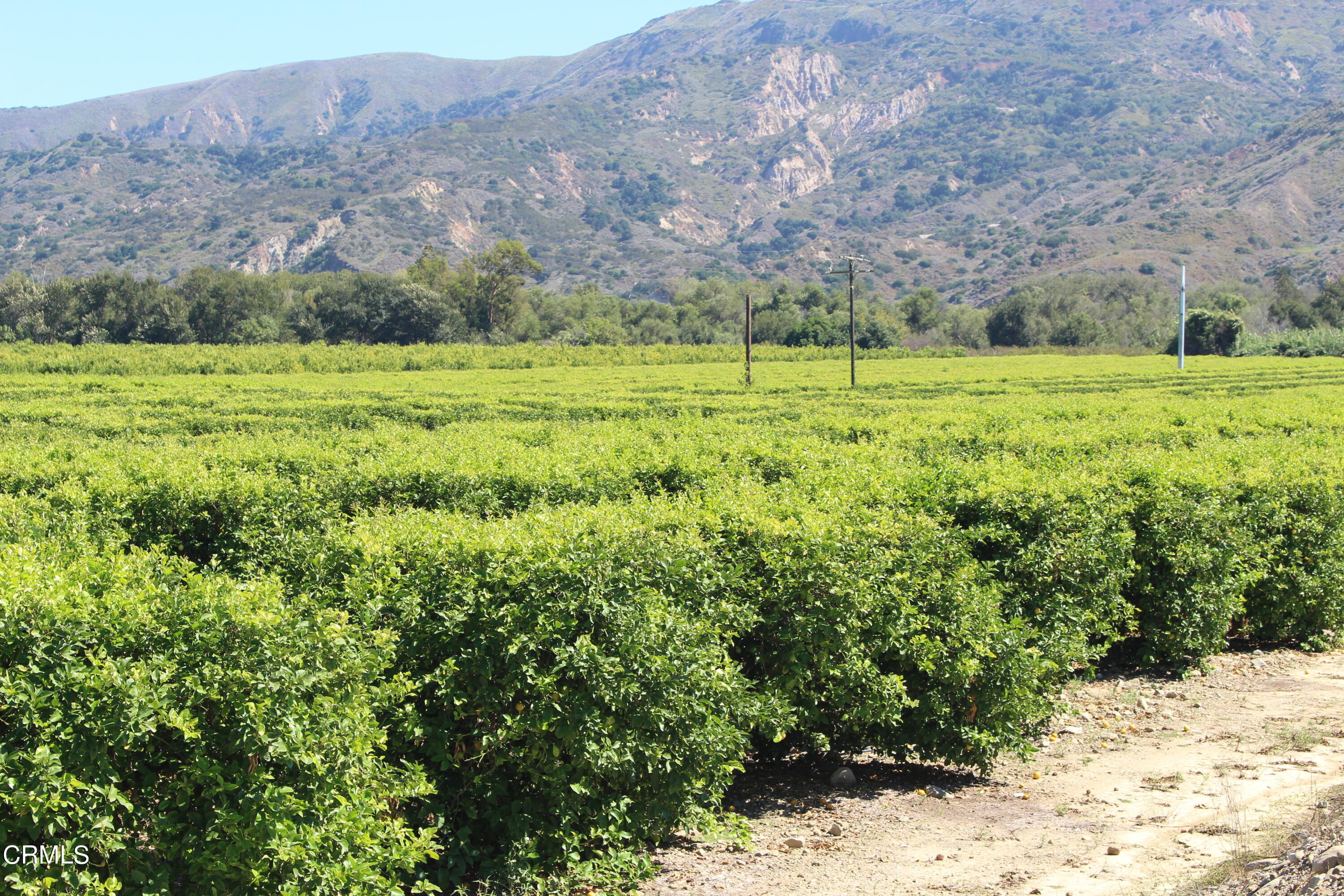 19086 East Telegraph Road Santa Paula, CA 93060 - Photo 5 of 26 a view of a large green field