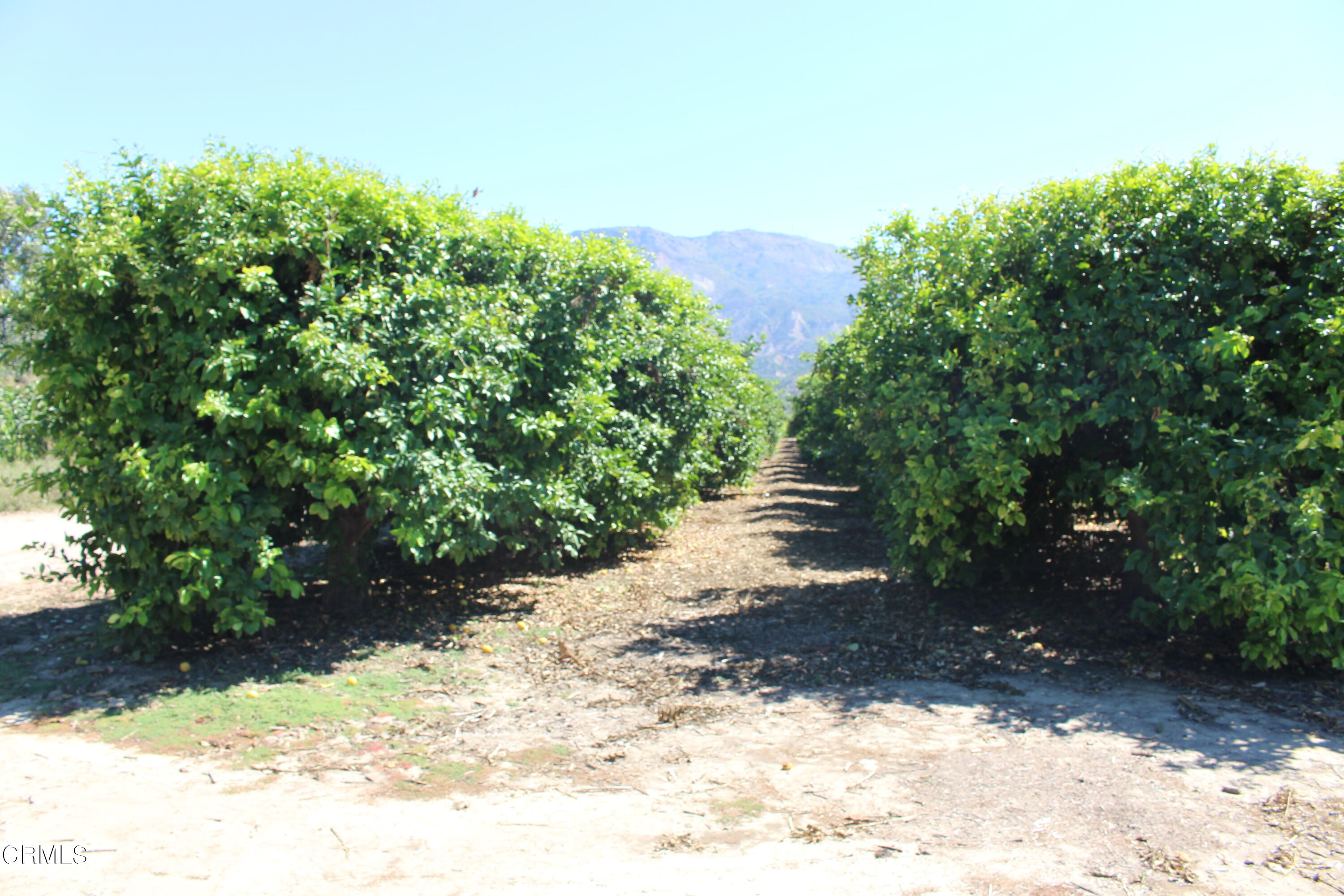 19086 East Telegraph Road Santa Paula, CA 93060 - Photo 6 of 26 a view of a yard with plants and large trees