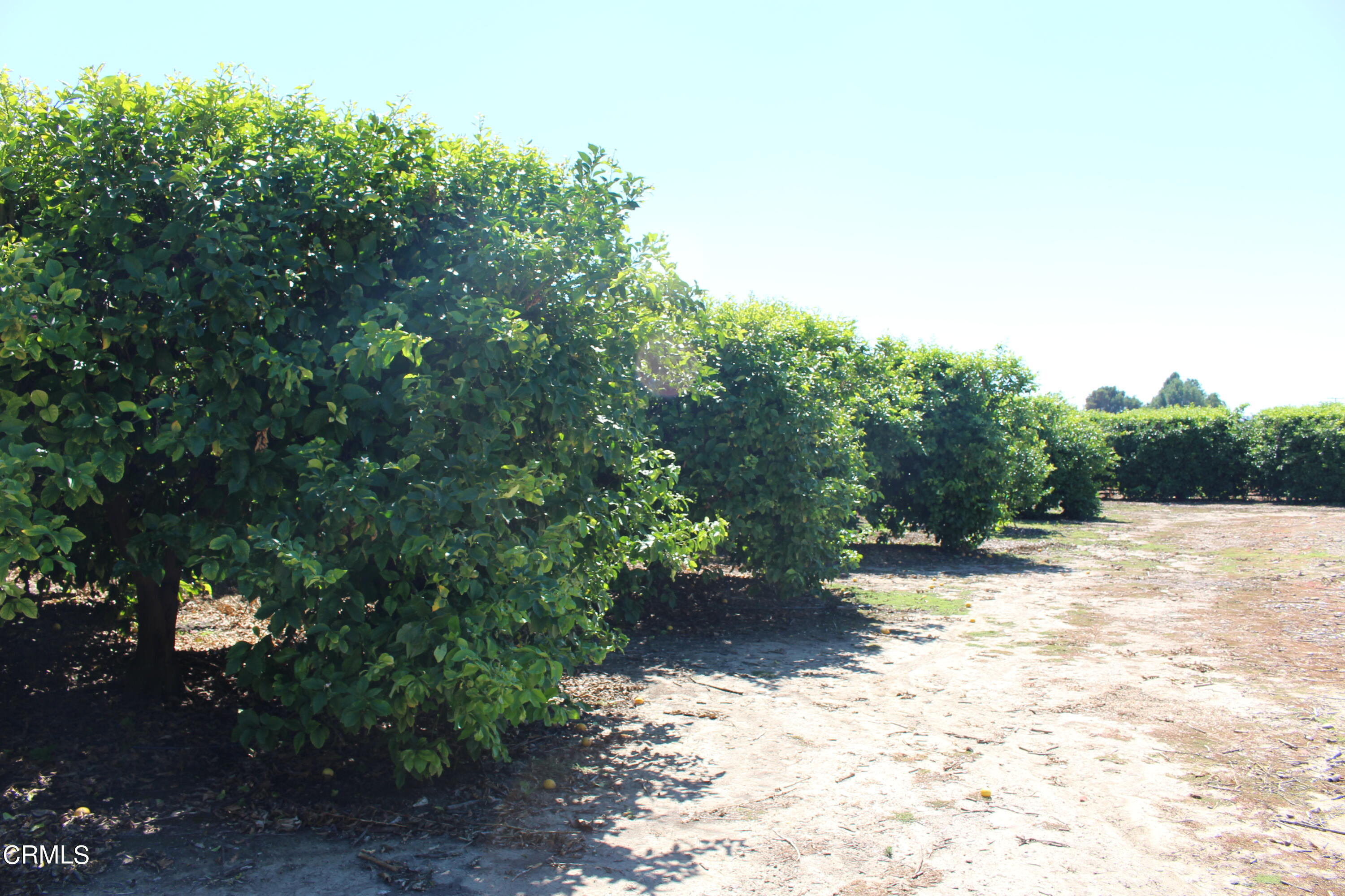 19086 East Telegraph Road Santa Paula, CA 93060 - Photo 7 of 26 a view of a yard with plants and trees