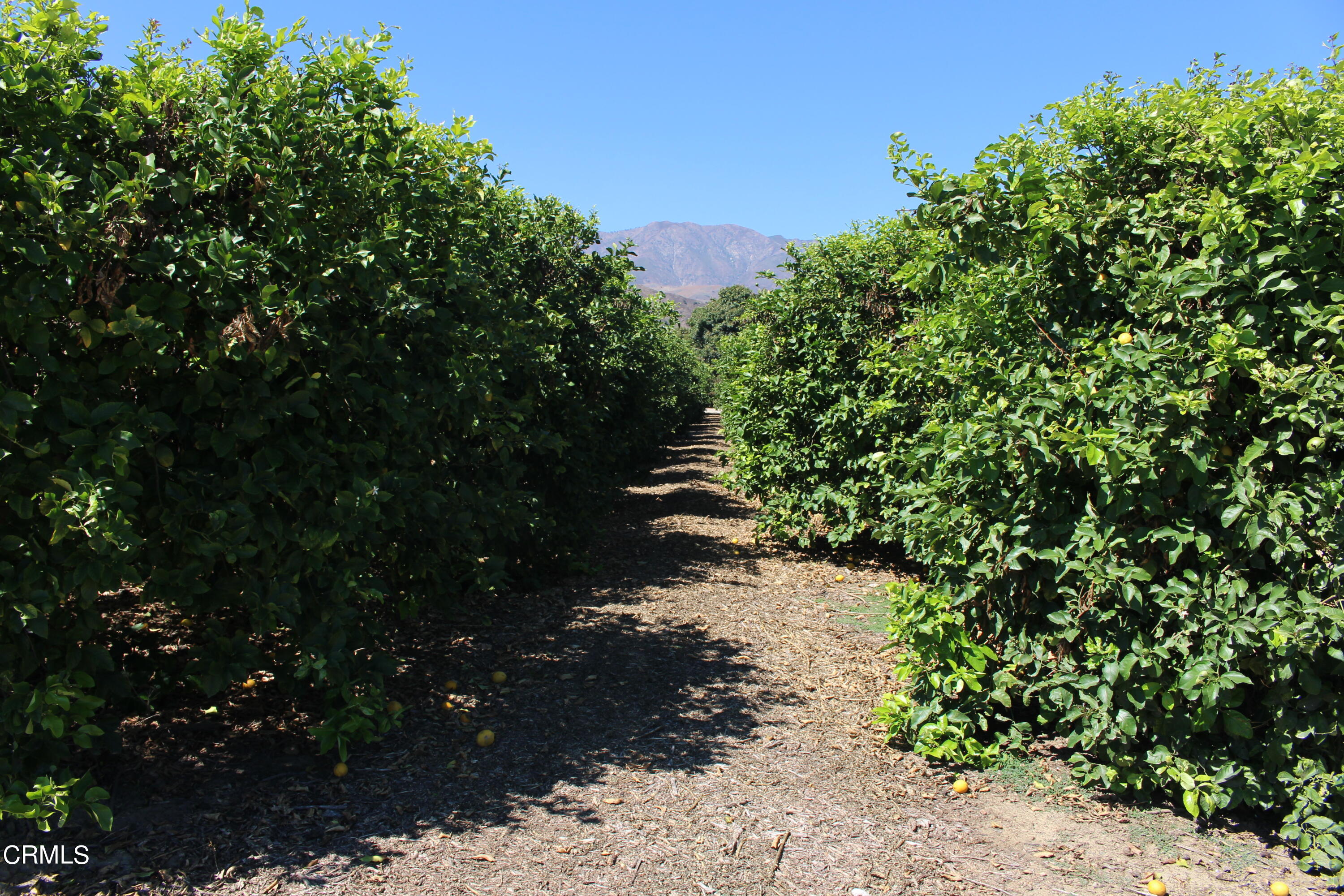 19086 East Telegraph Road Santa Paula, CA 93060 - Photo 8 of 26 a view of a pathway with a tree
