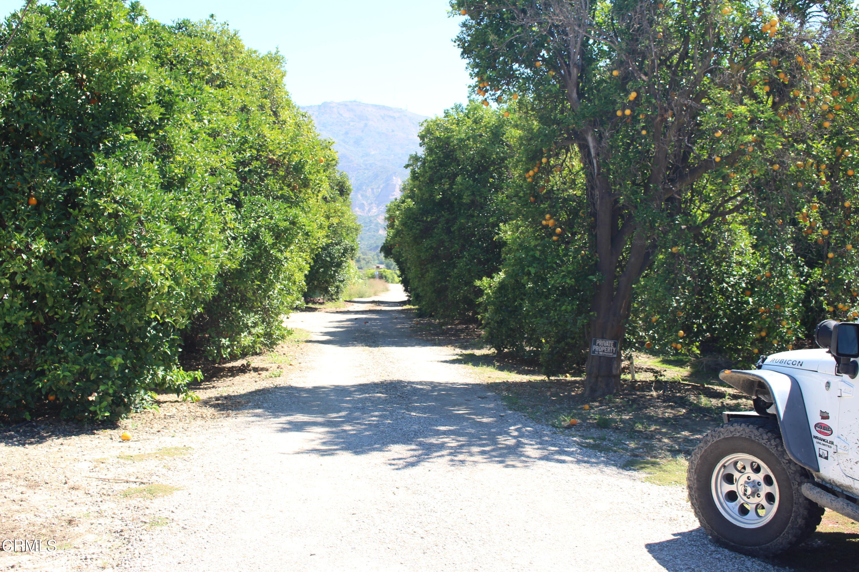 19086 East Telegraph Road Santa Paula, CA 93060 - Photo 9 of 26 a view of yard with tree in it