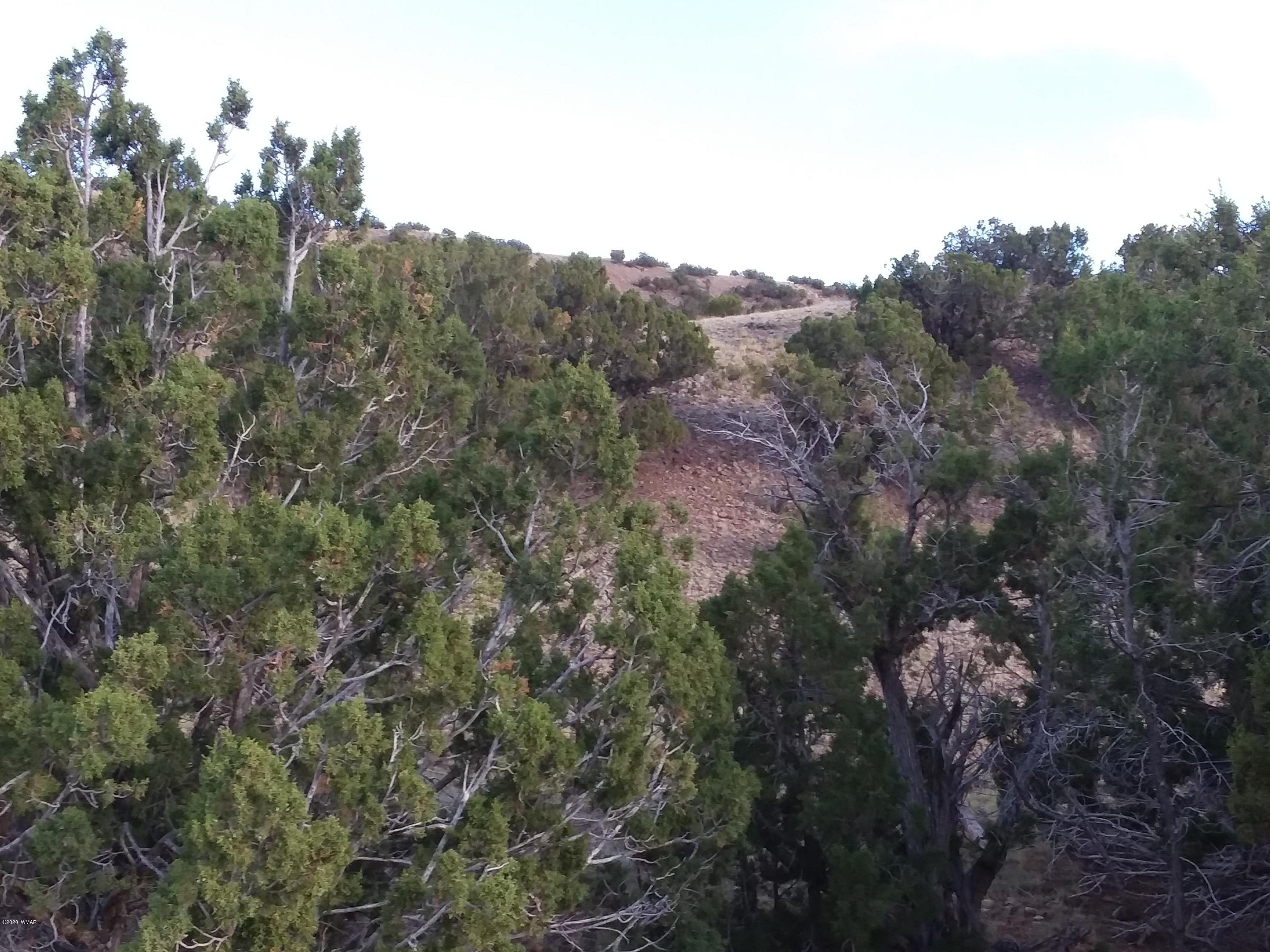 Lot 3 Big Six Ranch Concho, AZ 85924 - Photo 6 of 8
