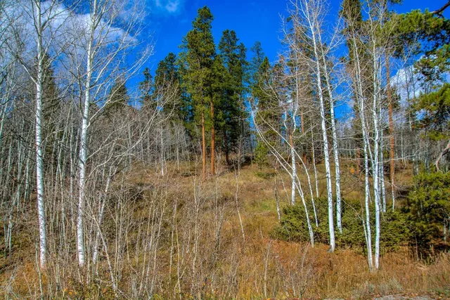 a backyard of a house with lots of tree