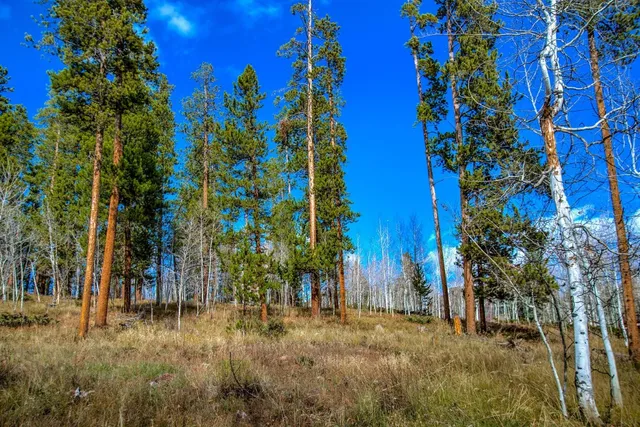 a view of a yard with plants and trees