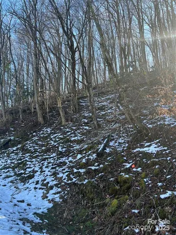 a view of lots of trees