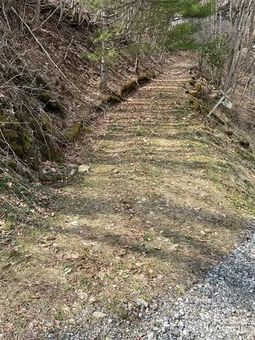 a view of a forest with lots of trees
