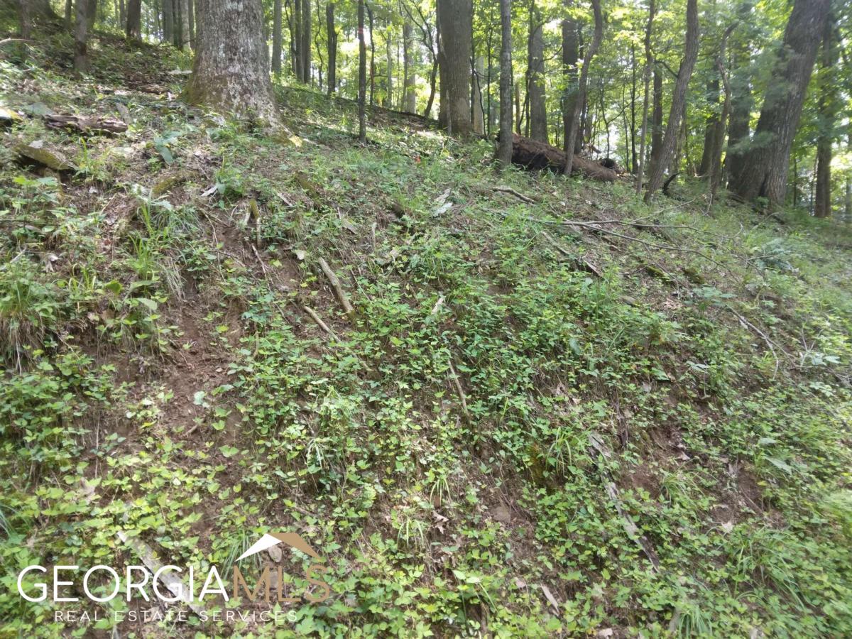 M213 Walnut Ridge, Unit M213 Ellijay, GA 30536 - Photo 3 of 9 a view of outdoor space and trees