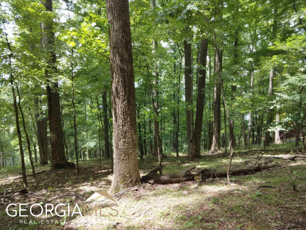 M213 Walnut Ridge, Unit M213 Ellijay, GA 30536 - Photo 8 of 9 a view of a park with large trees