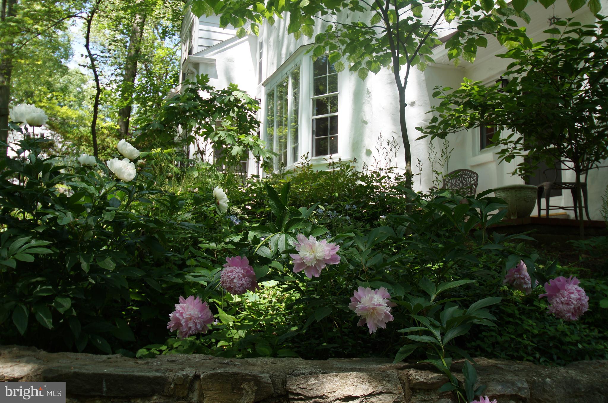 376 Bair Road Berwyn, PA 19312 - Photo 33 of 33 Mature Perennial Gardens & Specimen Plantings