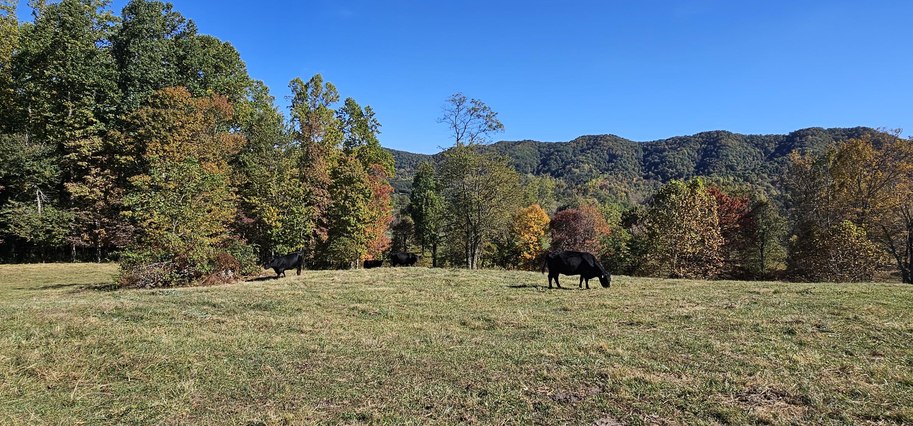 636 Clinch Valley Road Eidson, TN 37731 - Photo 8 of 34 20231018_145802