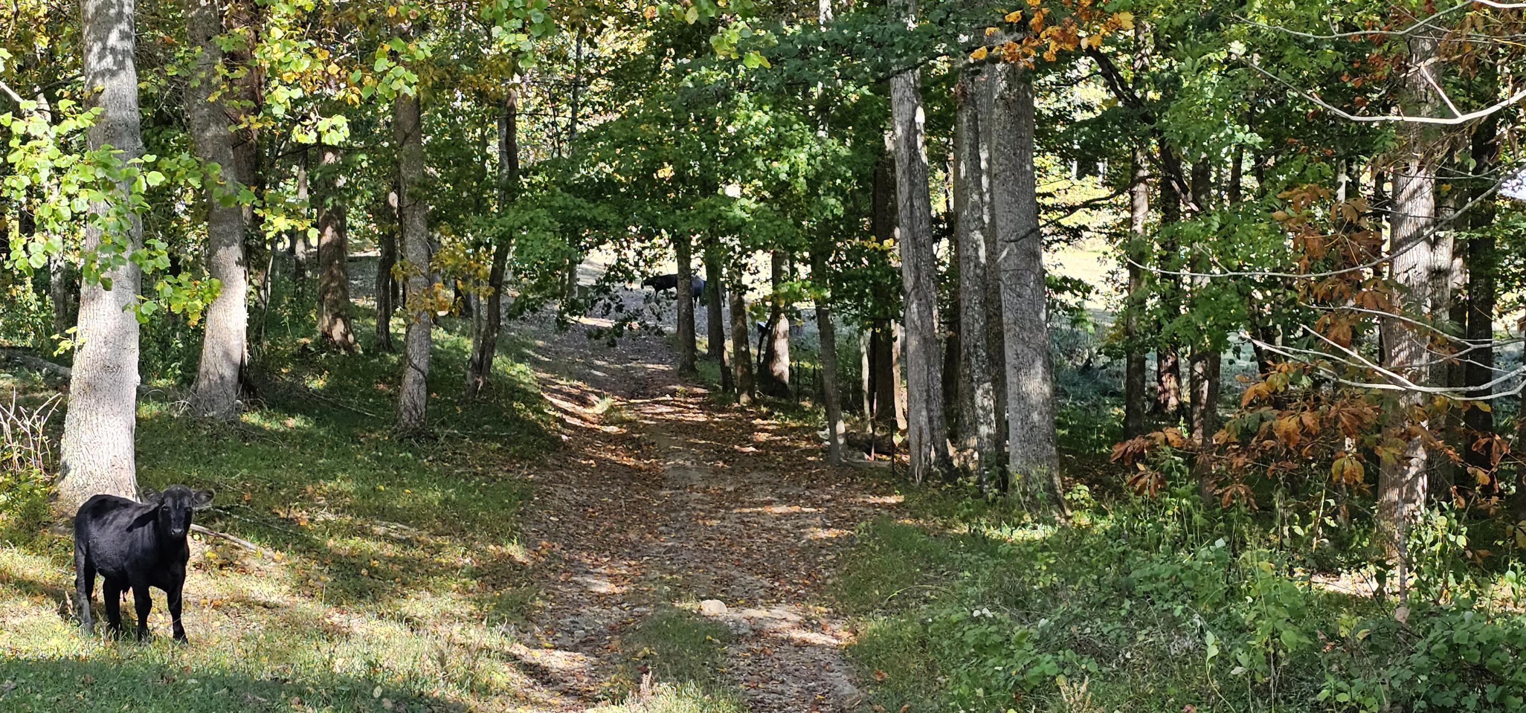 636 Clinch Valley Road Eidson, TN 37731 - Photo 9 of 34 20231018_150107