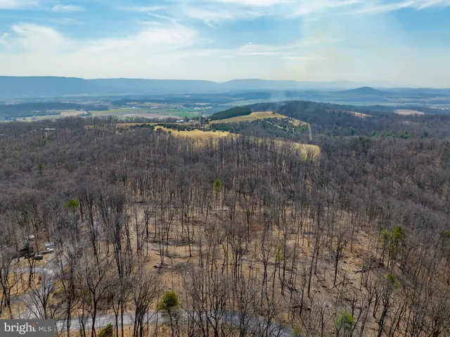 a view of a forest with large trees