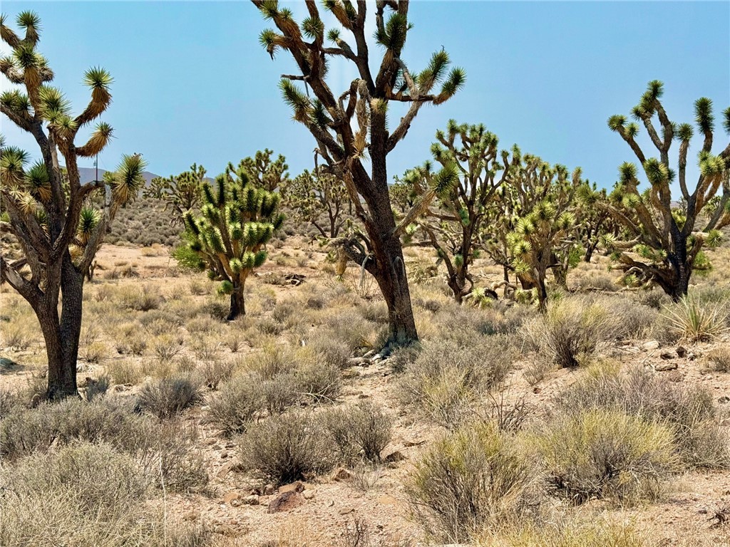26681 Yucca Meadview, AZ 86444 - Photo 15 of 25 a view of a yard with plants and trees
