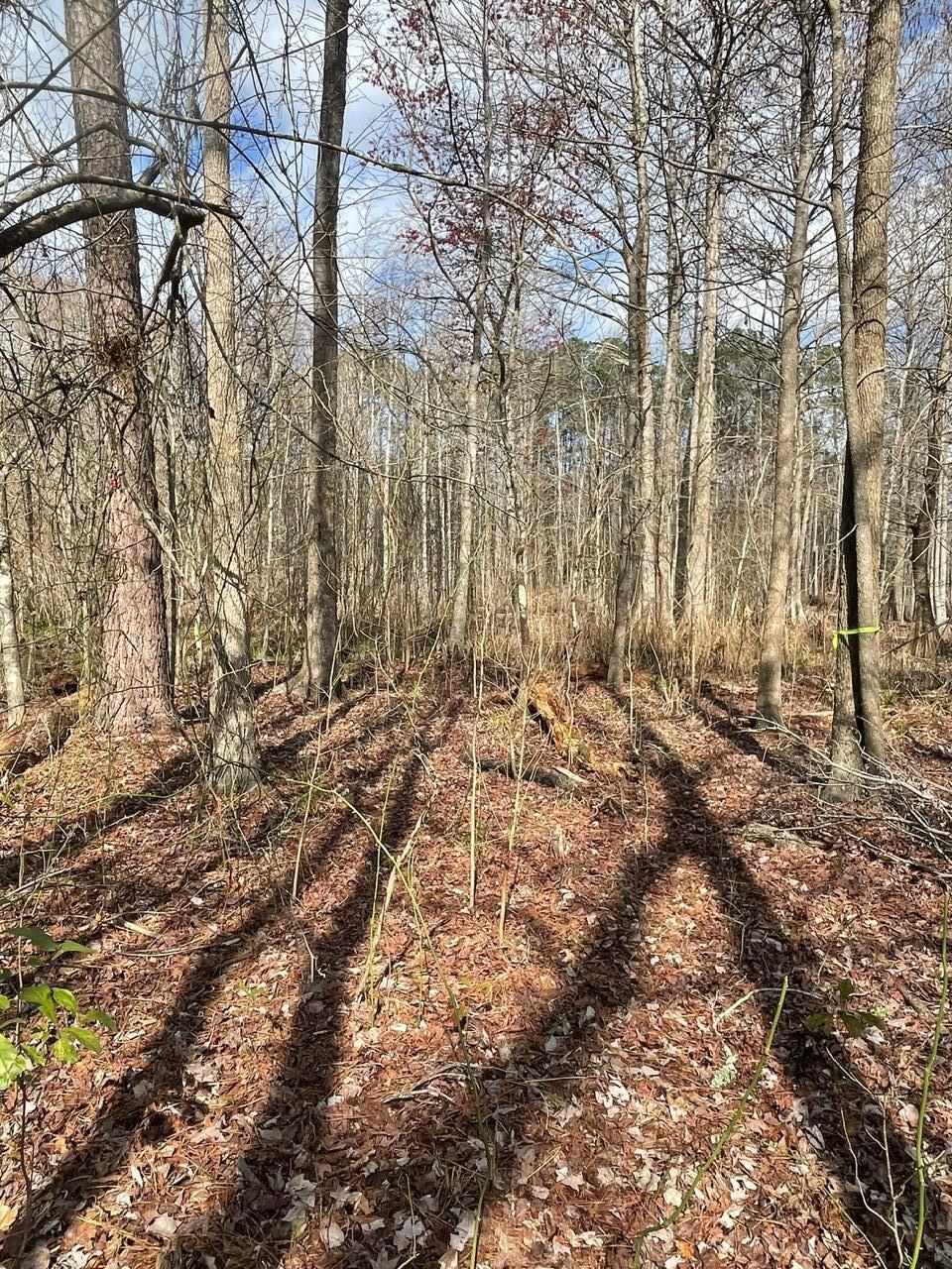 5728 Salters Hill Road Ravenel, SC 29470 - Photo 24 of 31 IMG_8014
