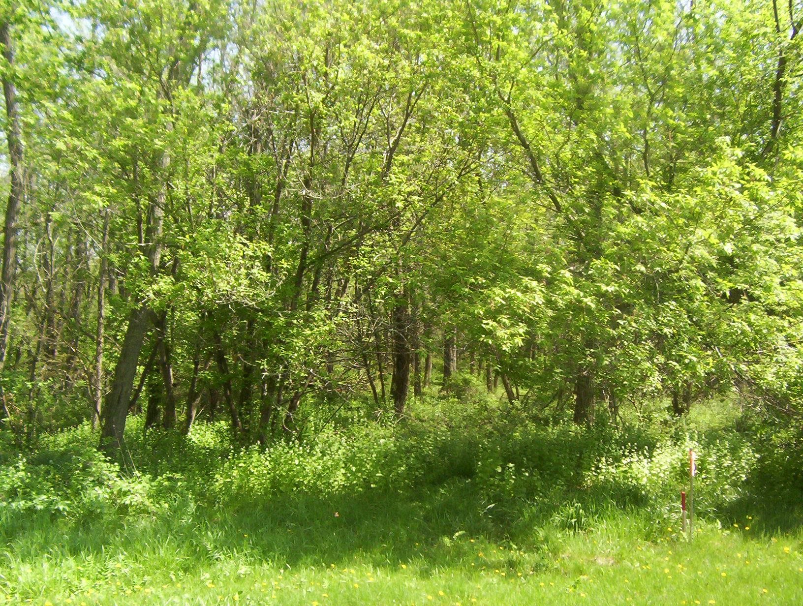 a view of a lush green forest