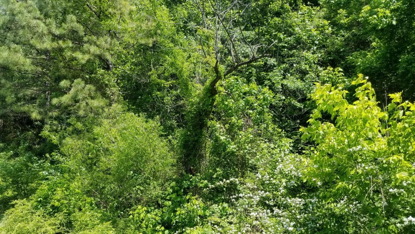 23.87-acre Rhea County Highway Spring City, TN 37381 - Photo 12 of 21 12