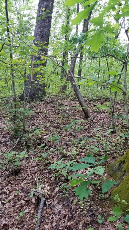 23.87-acre Rhea County Highway Spring City, TN 37381 - Photo 15 of 21 15