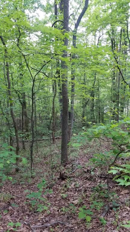 23.87-acre Rhea County Highway Spring City, TN 37381 - Photo 16 of 21 16