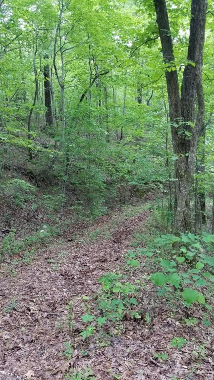 23.87-acre Rhea County Highway Spring City, TN 37381 - Photo 17 of 21 17