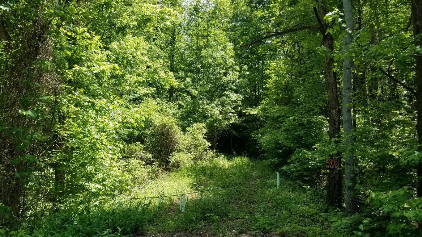 23.87-acre Rhea County Highway Spring City, TN 37381 - Photo 10 of 21 10