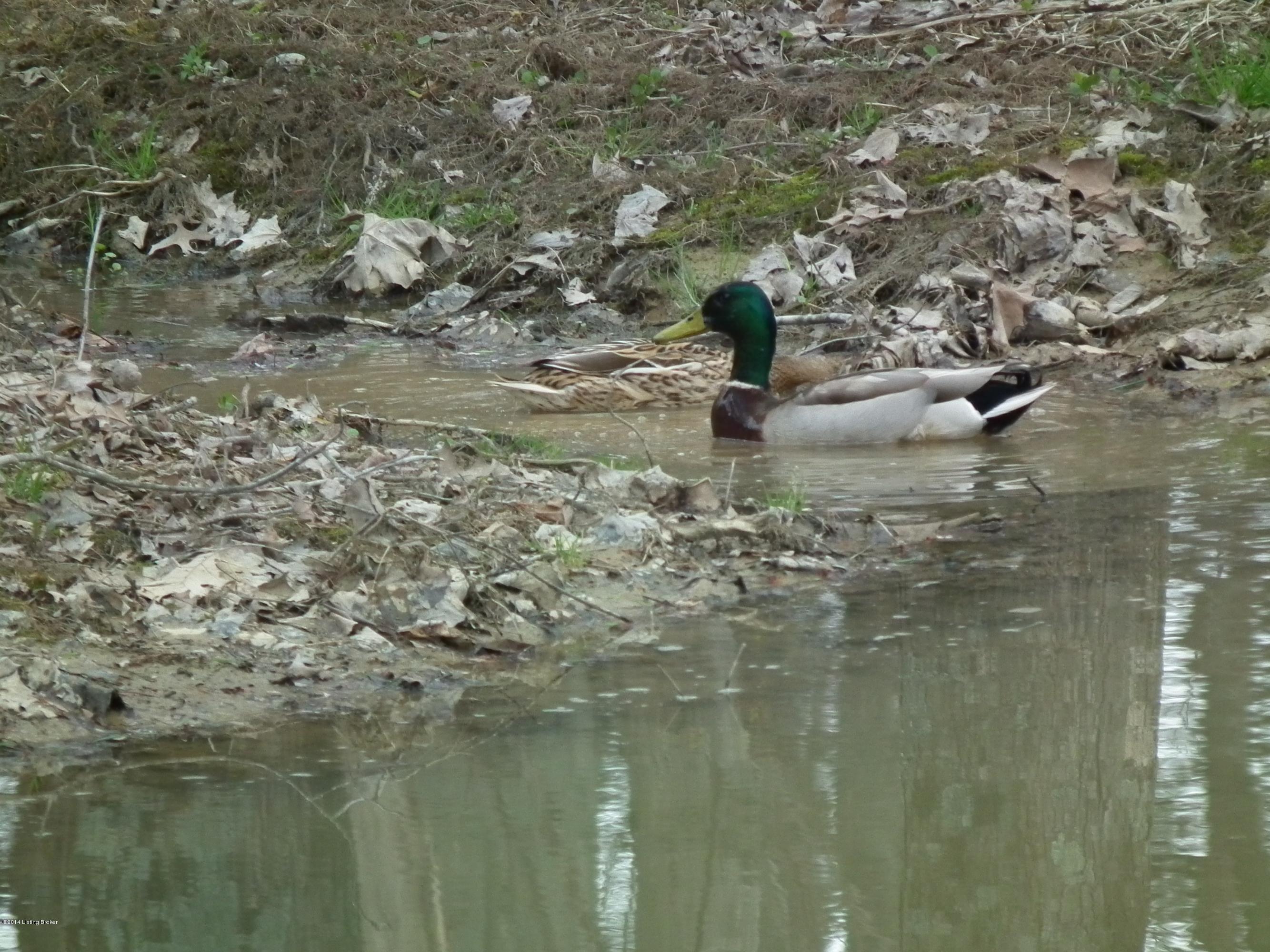 5237 Beech Grv Road Lebanon Junction, KY 40150 - Photo 15 of 25 duck