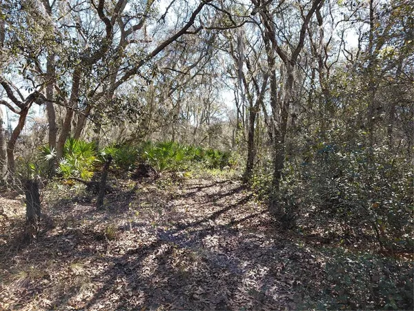 a view of a yard with a tree