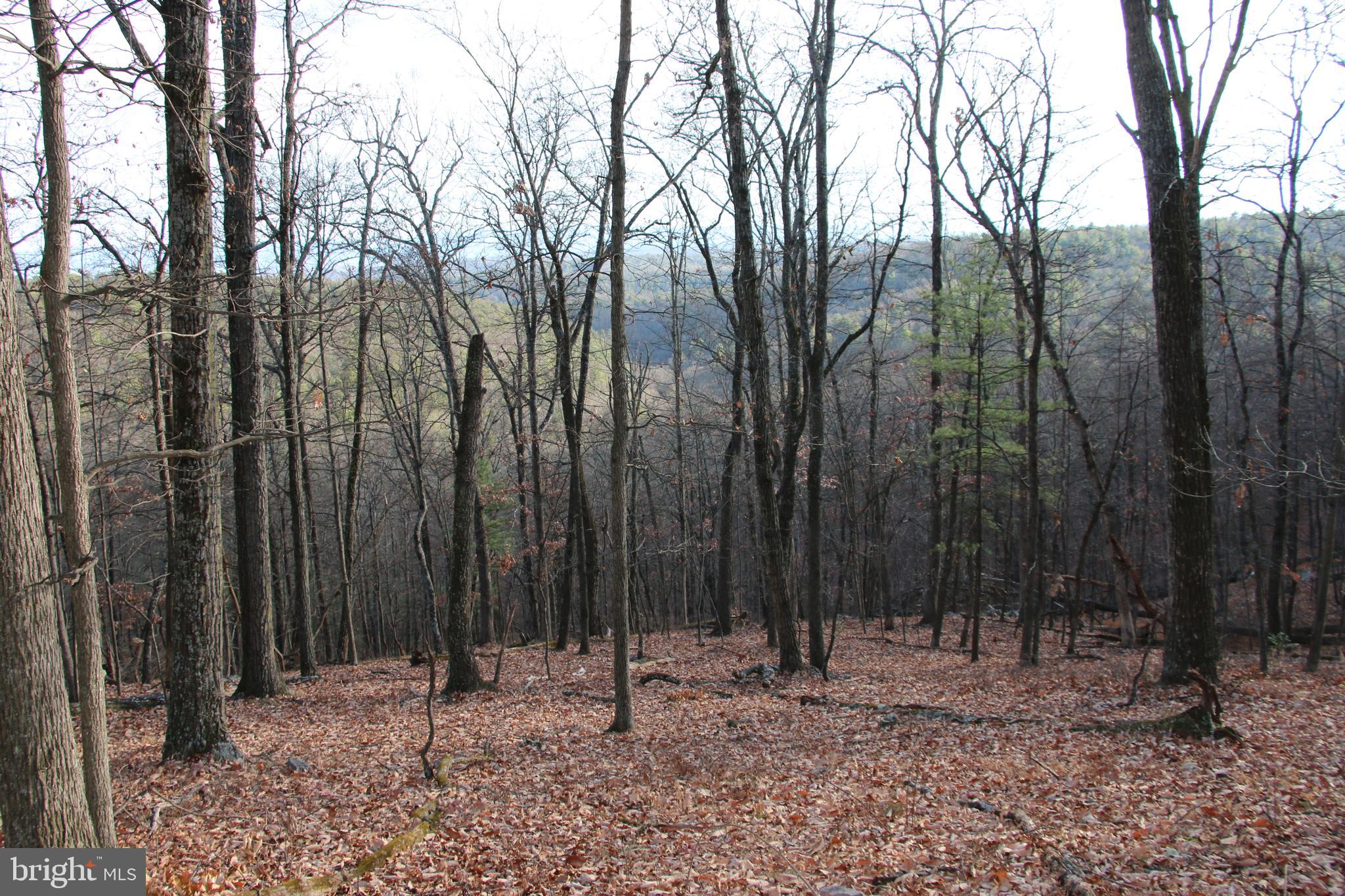 0 Supinlick Ridge Road Mount Jackson, VA 22842 - Photo 8 of 16 Gallery Image 8