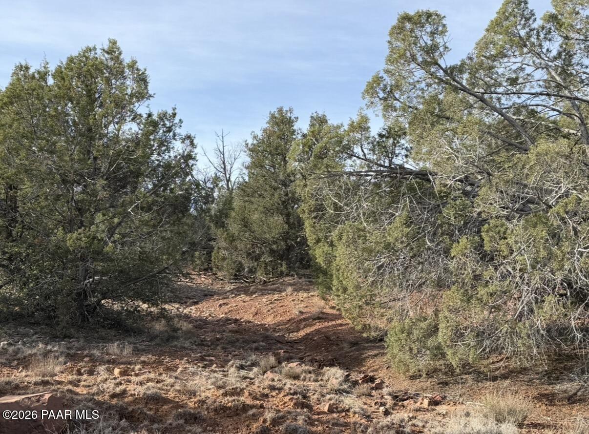 66 B Howling Wolf Road Ash Fork, AZ 86320 - Photo 5 of 8 a view of a yard with trees
