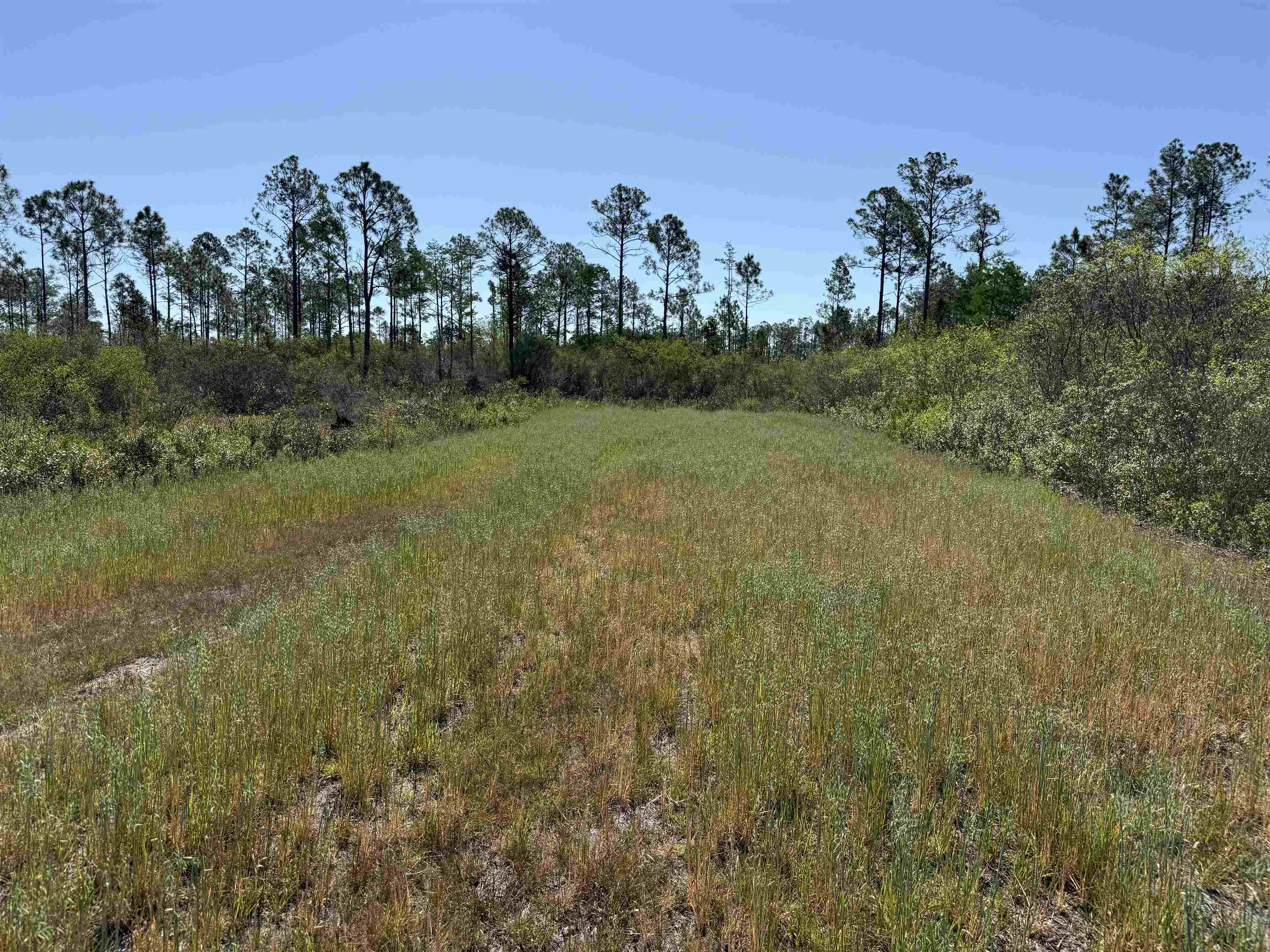 0 Madison Main Line Road Perry, FL 32347 - Photo 44 of 50