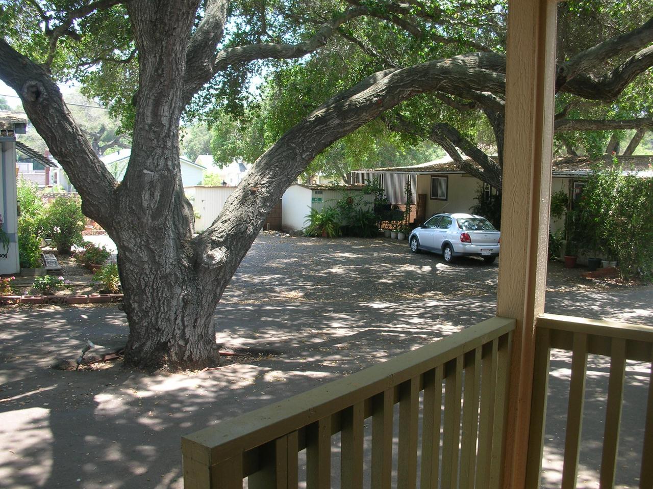 1273 South Rice Road, Unit 51 Ojai, CA 93023 - Photo 8 of 8 a view of a tree in front of a yard with wooden fence
