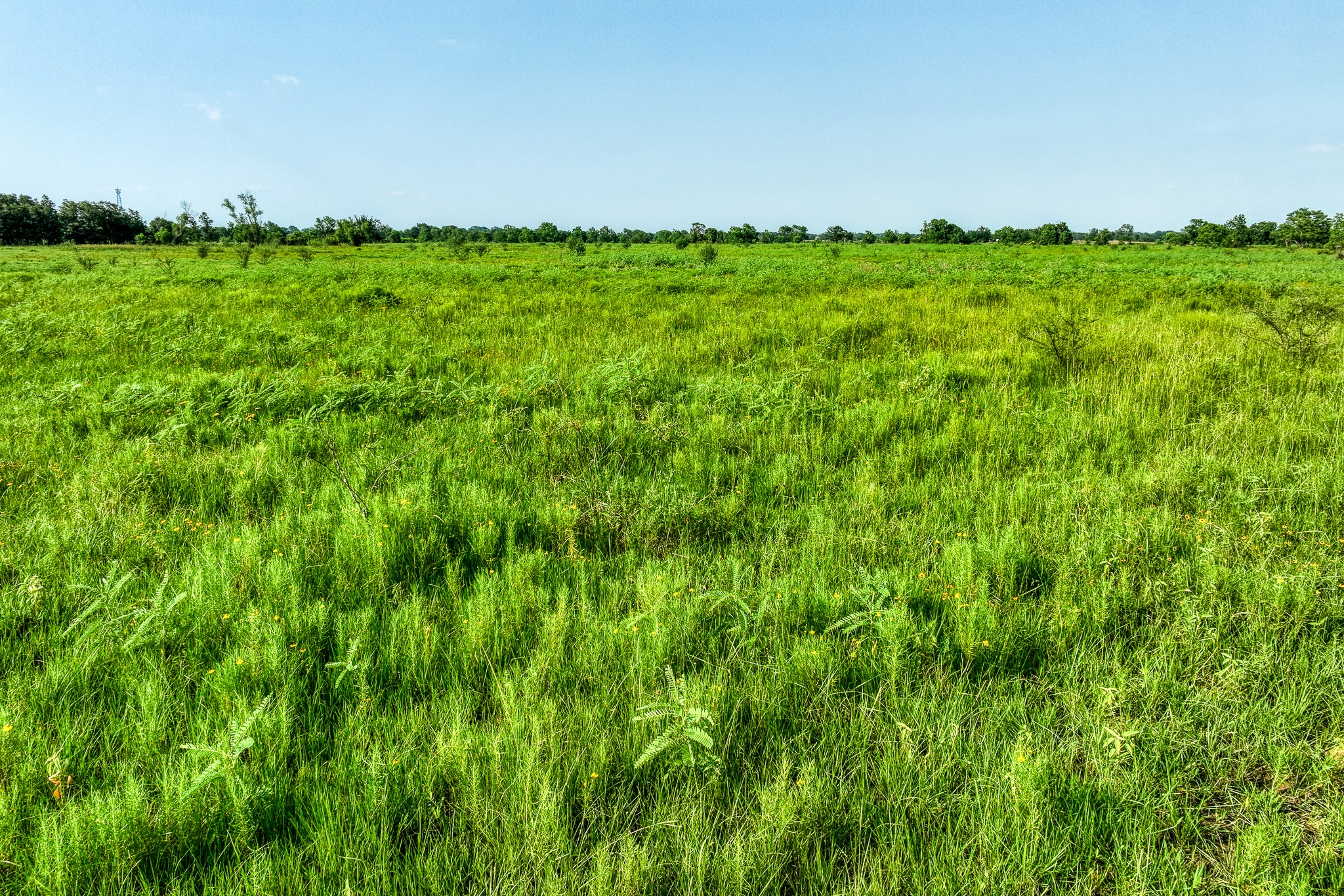 1001 Schmidt Road Waller, TX 77484 - Photo 24 of 28 a view of garden with trees