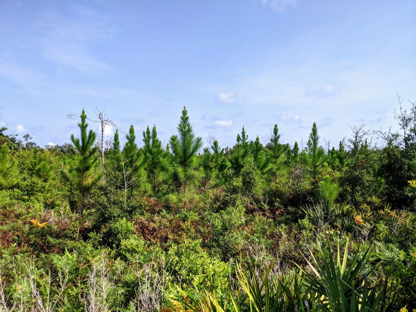 Cemetery Road Lamont, FL 32336 - Photo 1 of 28 Gallery Image 1